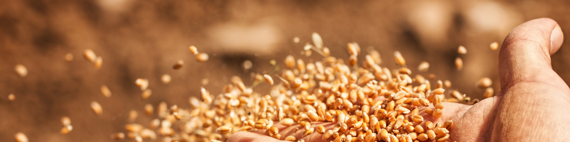 A hand letting a pile of grain slip through their fingers. Photo by tomasworks via Getty Images.
