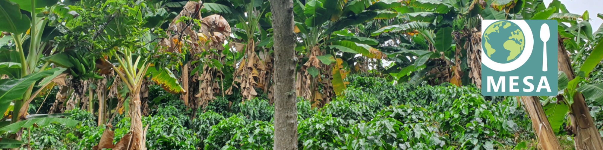MESA logo on a photo background of a shade coffee plantation. Photo by Camilo Ardila Galvis.
