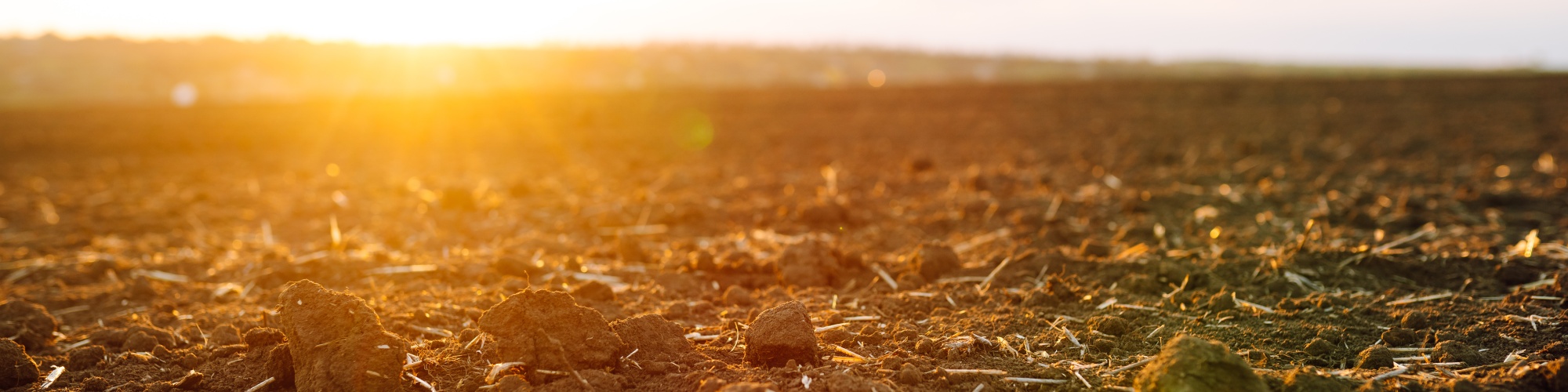 The sun sets over hay-strewn ground. Photo by AdobeStock.