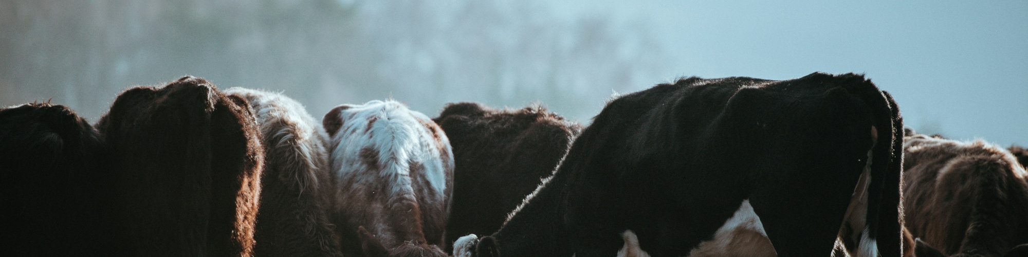 Beef cattle in a feed lot. Photo by Annie Spratt via Unsplash.