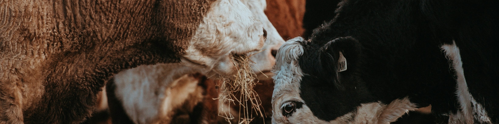 Beef cattle in a feed lot. Photo by Annie Spratt via Unsplash.