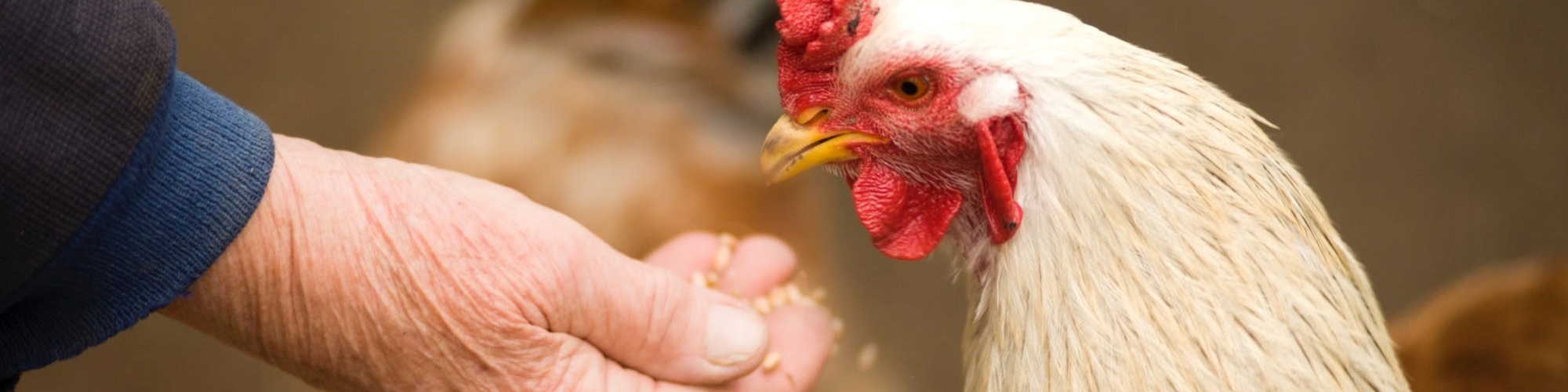 Chicken being fed by hand