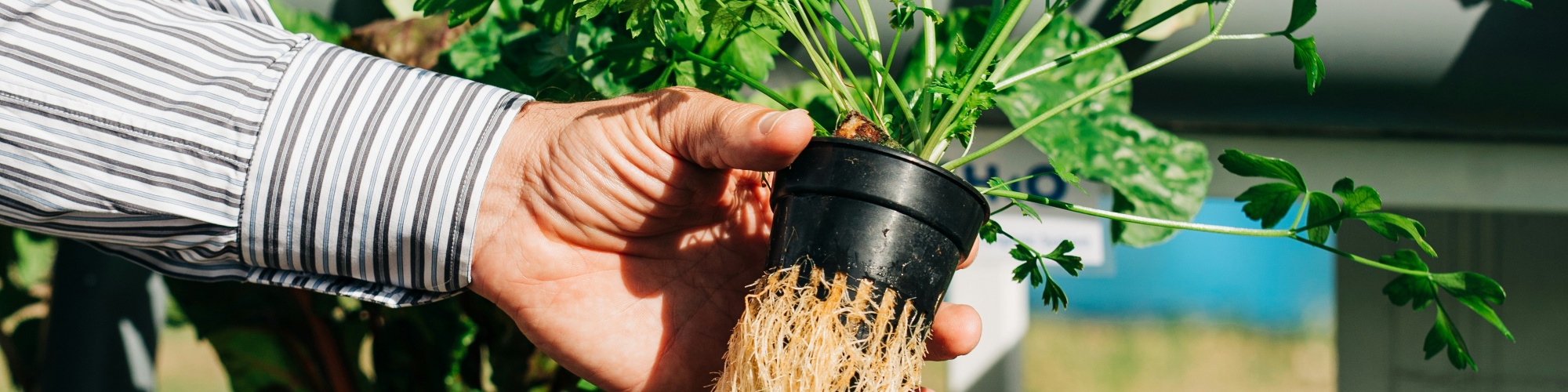 Someone removes a plant from an aquaponics system. Photo by Gabriella Clara Marino via Unsplash.