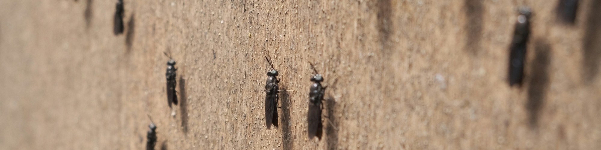 Black soldier flies on a wall. Photo by James Tiono via Unsplash.