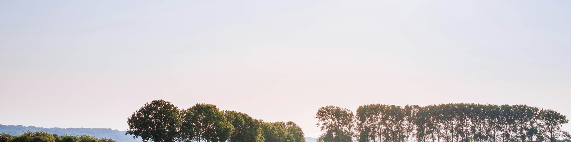 Cows on pasture. Photo by Leon Ephraim via Unsplash.