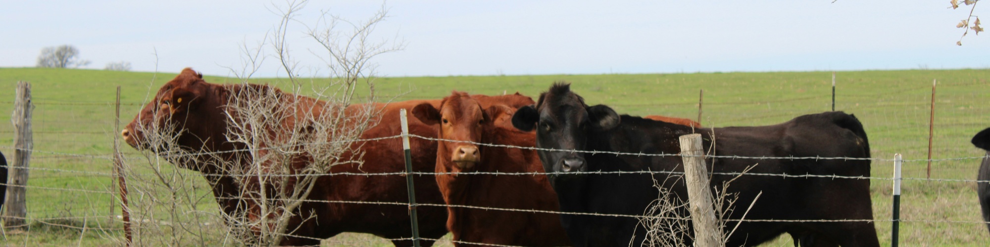 Three beef cows lined up behind a fence. Photo by Marie Martin via Unsplash.