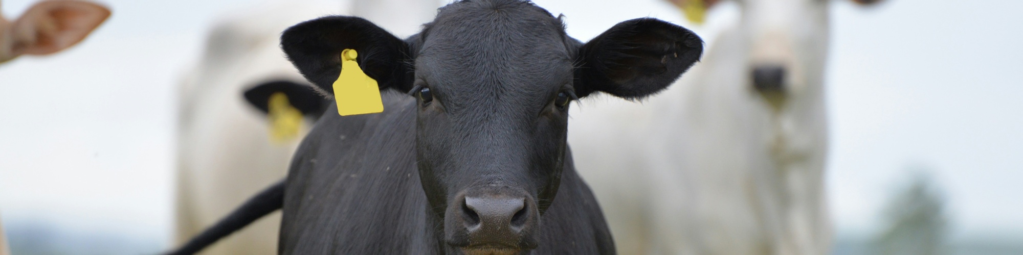 Beef cattle in a field. Photo by Mario Garcia via Unsplash.