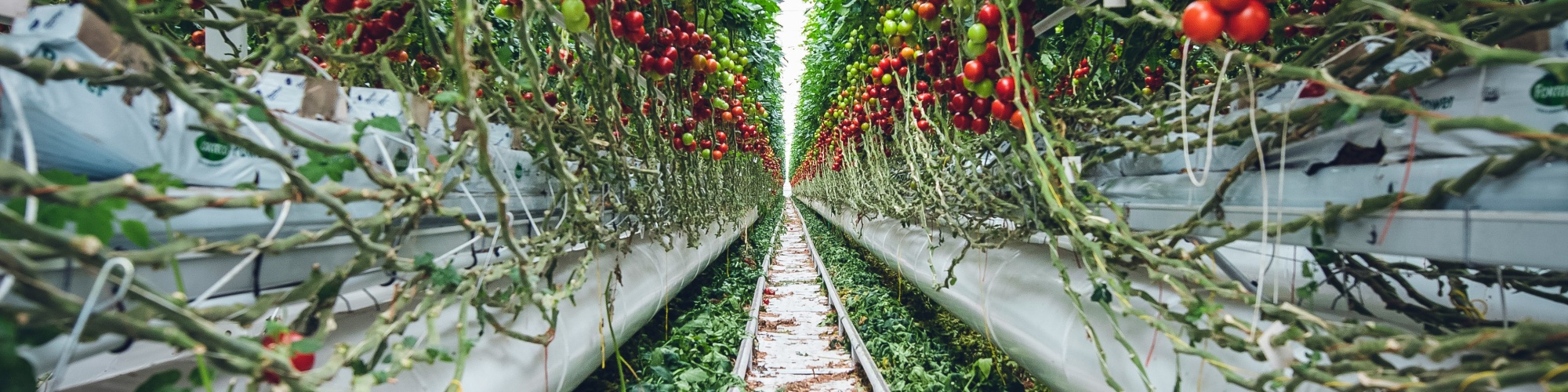 Aisle of vertical tomato farm. Photo by Markus Spiske via Unsplash.