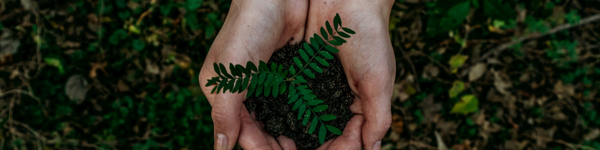 Hands holding a plant sprout above dirt. Photo by Noah Buscher via Unsplash.