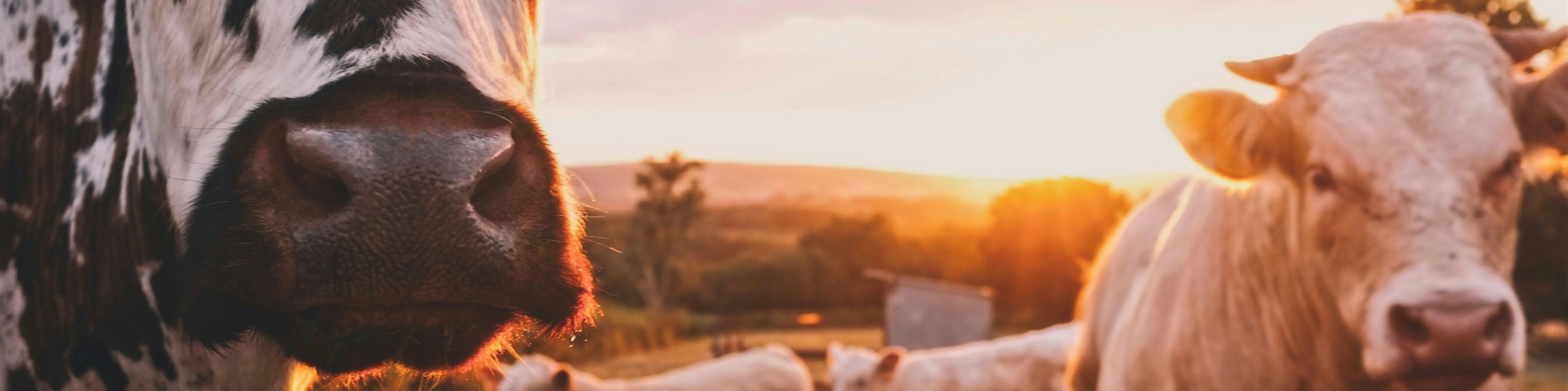 Beef cows in a pasture at sunset. Photo by Stijn te Strake via Unsplash.