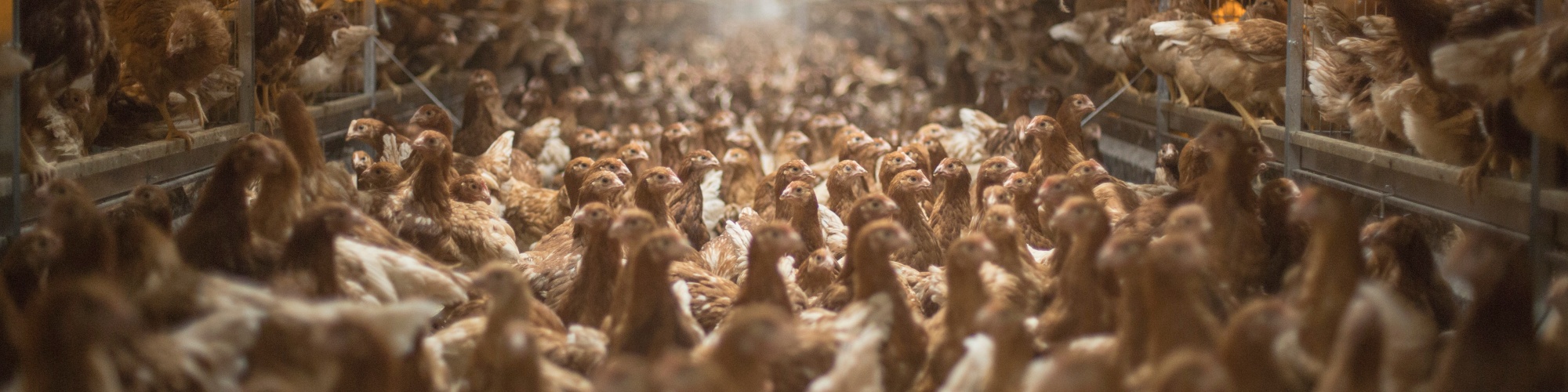 Hundreds of brown chickens on the floor and shelves in a concentrated feeding facility.