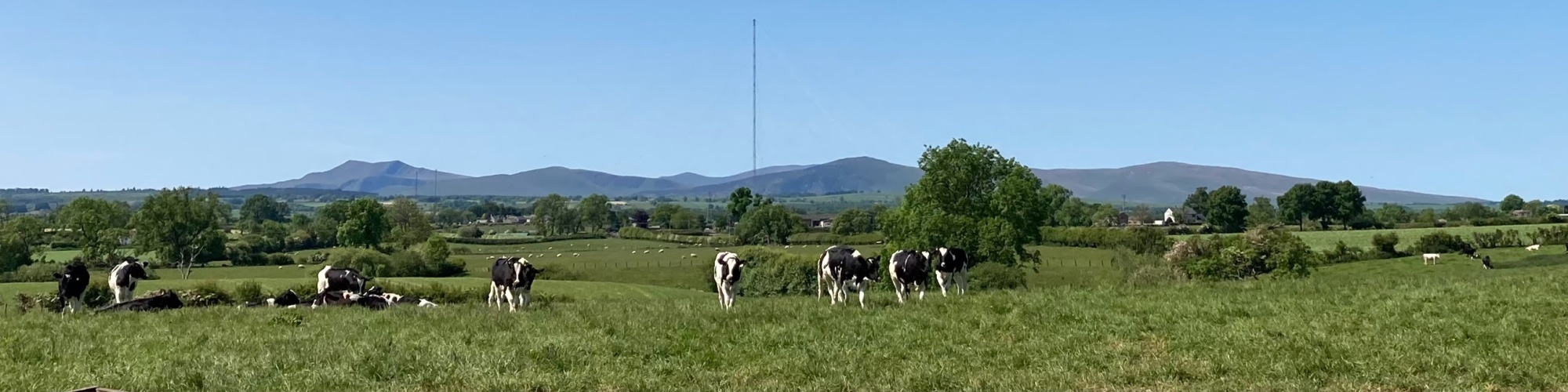 panoramic image of dairy cows in green fields against hills, on Joseph Lyall's family farm