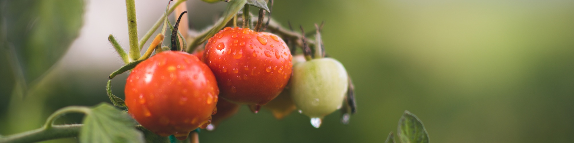 Tomatoes wet with dew in a garden. Photo by Janko Ferlic via Unsplash.