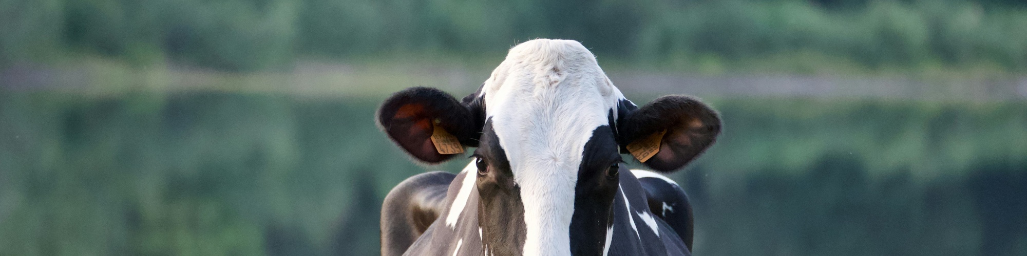 A photo of a cow standing by a pond by Luuk Steenbrink via Unsplash.