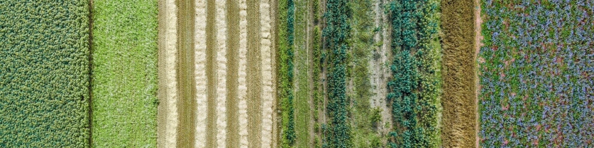 Differentiated lines of crops in a field, viewed from above