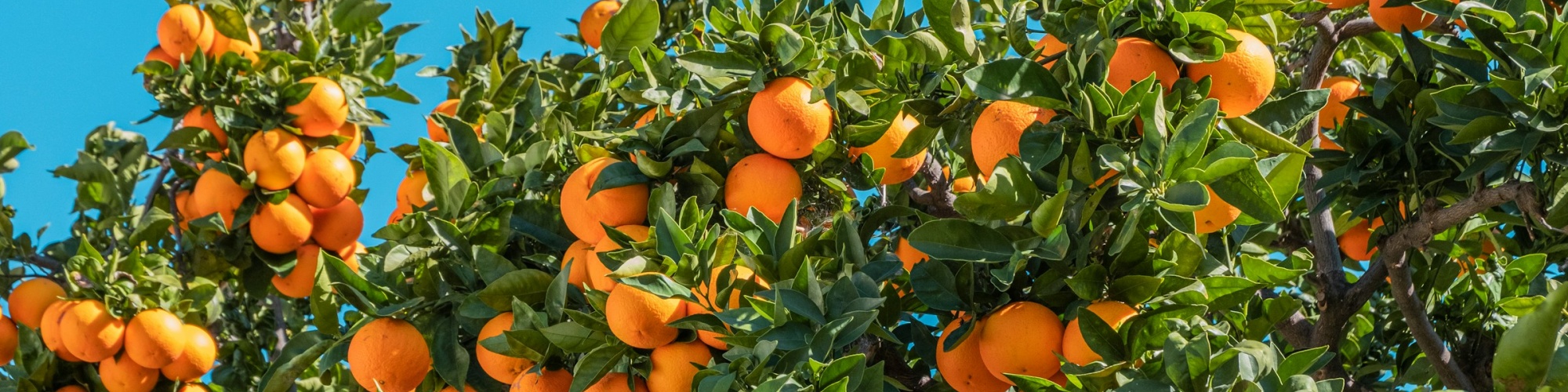 Oranges growing on a tree. Photo by Philippe Gauthier via Unsplash.