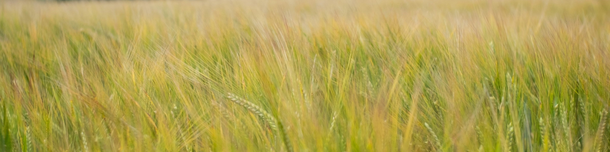 Photo of wheat stalks in the foreground with agricultural landscape in the background. Photo by Veronica White via UnSplash.