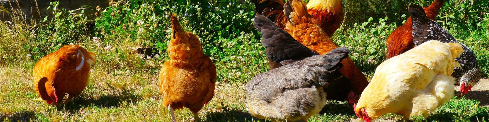 Chickens at Johnson Farms by Rick Obst via Flickr