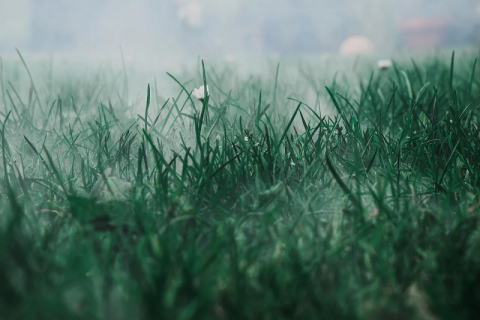 Image: Hundankbar, Meadow Fog Grass, Pixabay, Pixabay Licence