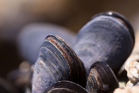Image: stux, Mussels shells seafood, Pixabay, Pixabay Licence