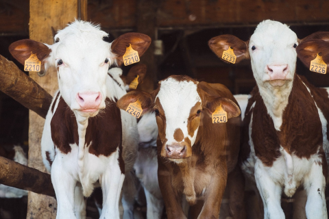 Image: AnnieSpratt, Cows bovine ear tags, Pixabay, Pixabay Licence
