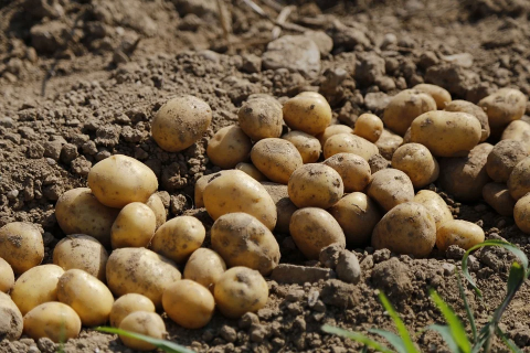 Image: Jai79, Potato agriculture food, Pixabay, Pixabay Licence