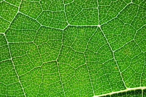 Image: hajninjah, Photosynthesis green color, Pixabay, Pixabay Licence