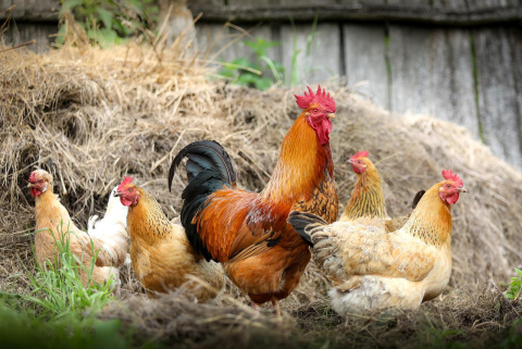 Image: klimkin, Chickens birds poultry, Pixabay, Pixabay Licence