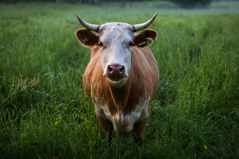 Image: Pexels, Cow Horns Cattle, Pixabay, Pixabay Licence