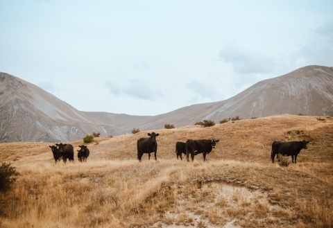 Image: Tyler Lastovich, Herd of Cattle on Brown Grass Mountain Under White Sky, Pexels, Pexels Licence