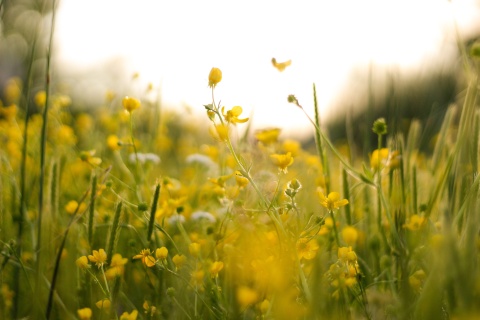 Picture by Brianna Amick. Picturesque field with small yellow wildflowers, Pexel