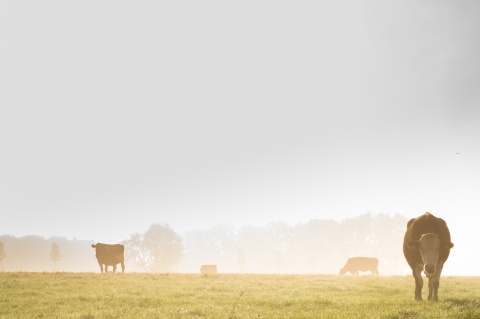 Cattle in grass field