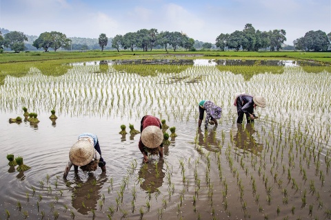 Four farmers planting rice in Vietnam. Photo by vietnguyenbui via Pixabay.