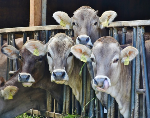 Four cows stick their heads between the rails of their enclosure. Photo from Pexels.