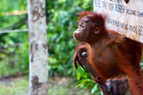 Image: Alistair Kitchen, Orangutan Baby, Flickr, Creative Commons Attribution 2.0 Generic