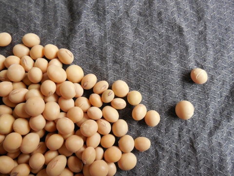 Image: Jing, Soybeans Beans Soy, Pixabay, Pixabay Licence