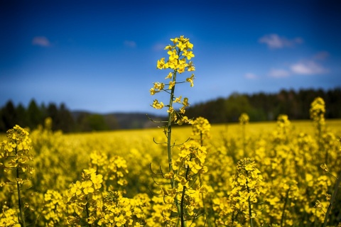 Image: Tim, Yellow rapeseed field, Pexels, Pexels licence