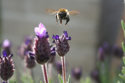 Image: MichelAelbrecht, Bee nature lavender, Pixabay, Pixabay licence