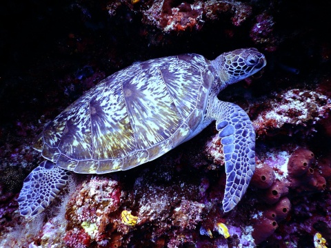 Image: Tom Fisk, Underwater Photography of Brown Sea Turtle, Pexels, Pexels Licence