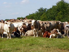 Photo: Peter O’Connor, Cattle Herd, Flickr, Creative Commons License 2.0