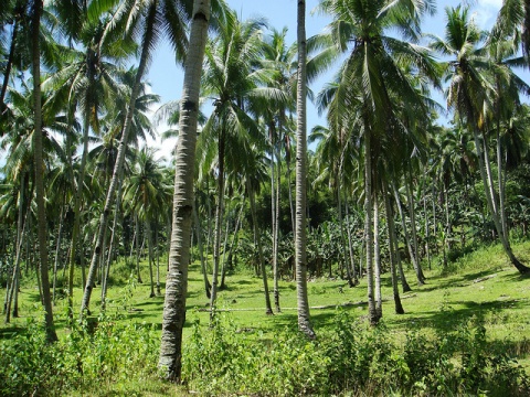 Image: edward musiak, coconut farm, Flickr, Creative Commons Attribution-ShareAlike 2.0 Generic 