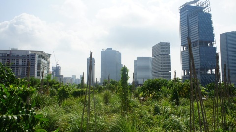 Image: Monika Rut, Raffles City, a rooftop garden maintained by Edible Garden City Singapore