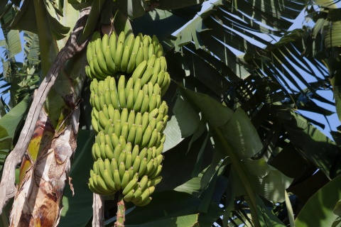 Image: Max Pixel, Genus Bananas Musaceae Musa, CC0 Public Domain