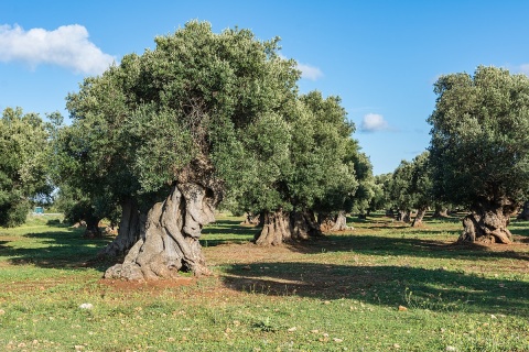 Image: Isiwal, Ostuni olive grove, Wikimedia Commons, Creative Commons Attribution-Share Alike 4.0 International