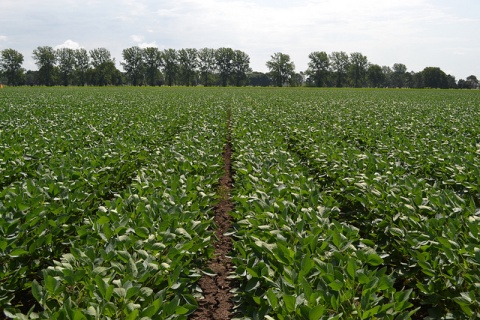 Image: United Soybean Board, Soybean Field Rows, Flickr, Creative Commons Attribution 2.0 Generic