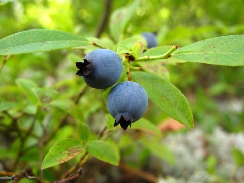 Image: Max Pixel, Food Plant Wild Blueberries, CC0 Public Domain