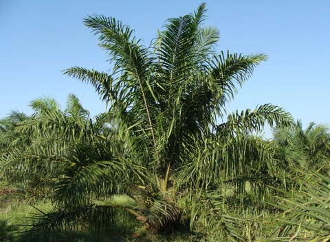 Image: sarangib, Oil Palm Tree, Pixabay, CC0 Creative Commons