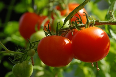 Image: axelmellin, Tomato plant food, Pixabay, CC0 Creative Commons