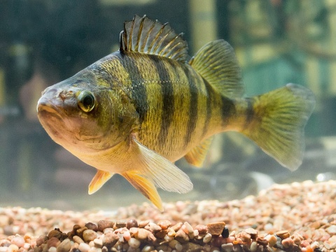 Image: Robert Colletta, Photograph of a fully mature Perca flavescens (Mitchill, 1814) - yellow perch, Wikimedia Commons, Public Domain