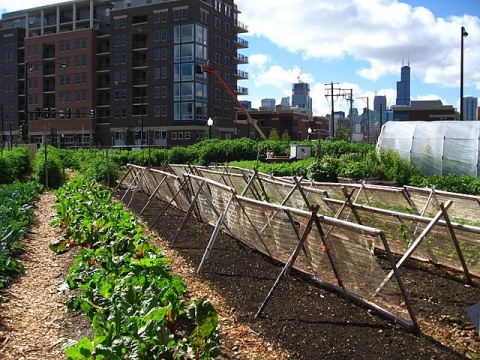 Image: Linda, New crops - Chicago urban farm, Wikimedia Commons, Creative Commons Attribution 2.0 Generic